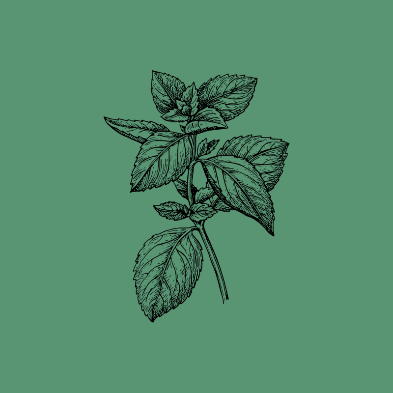Illustrated drawing of mint leaves